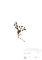 藏品(山薰香)的圖片